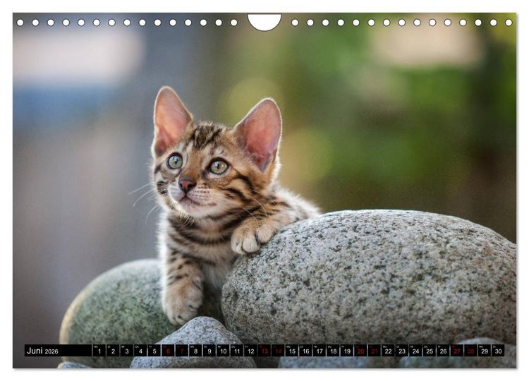 Produktbild: Bengalen Outdoor und Action (Wandkalender 2026 DIN A4 quer), CALVENDO Monatskalender