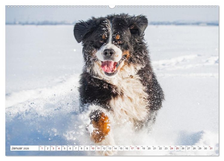 Produktbild: Berner Sennenhund - Der beste Freund f&uuml;rs Leben (hochwertiger Premium Wandkalender 2026 DIN A2 quer), Kunstdruck in Hochglanz