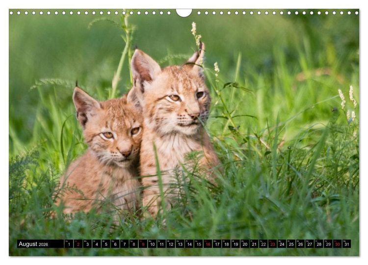 Produktbild: Luchskinder (Wandkalender 2026 DIN A3 quer), CALVENDO Monatskalender