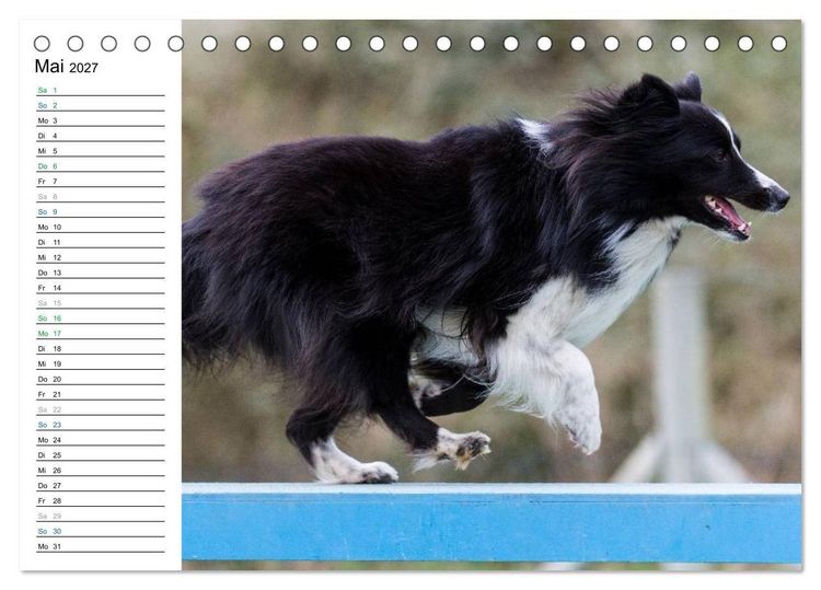 Produktbild: Agility - Sport und Spass (Tischkalender 2027 DIN A5 quer), CALVENDO Monatskalender