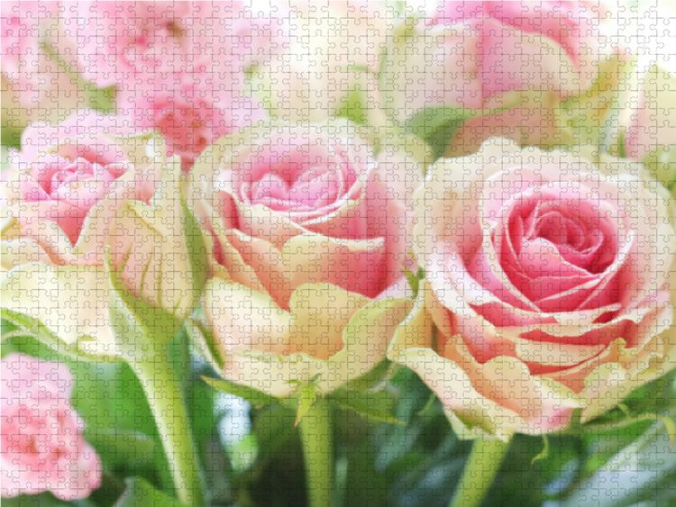 Produktbild: CALVENDO Puzzle Rosa Rosen 1000 Teile Lege-Gr&ouml;&szlig;e 64 x 48 cm Foto-Puzzle Bild von Gisela Kruse