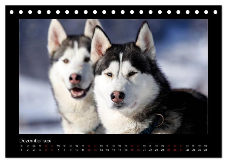 Produktbild: Huskys im Schnee (Tischkalender 2026 DIN A5 quer), CALVENDO Monatskalender