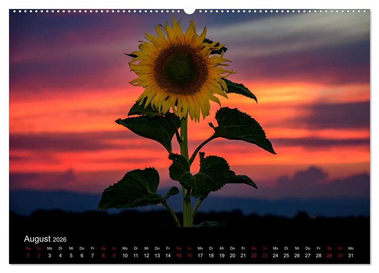 Produktbild: Blumen der Sonne (Wandkalender 2026 DIN A2 quer), CALVENDO Monatskalender