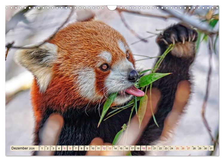 Produktbild: Kleiner Panda (Wandkalender 2026 DIN A3 quer), CALVENDO Monatskalender