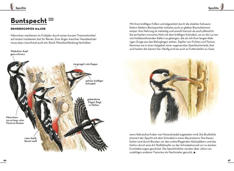 Produktbild: Einfach Gartenv&ouml;gel