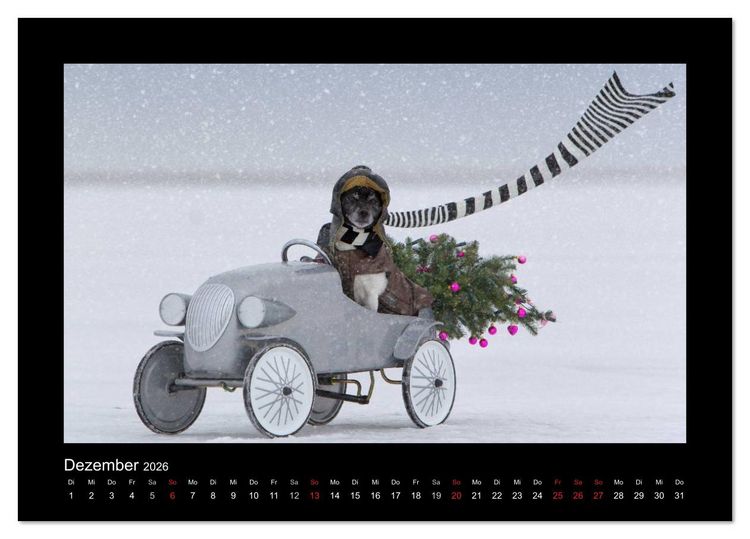 Produktbild: Jack Russell Terrier.....Ein Verwandlungsk&uuml;nstler namens Jake (Tischkalender 2026 DIN A5 quer), CALVENDO Monatskalender