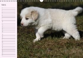 Produktbild: Border Collie-Welpen Geburtstagskalender (Wandkalender immerw&auml;hrend DIN A3 quer)