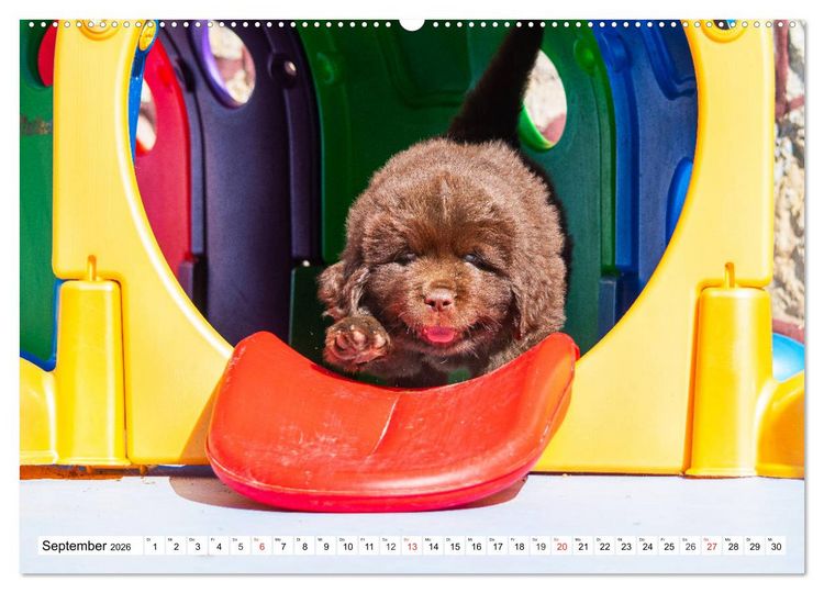 Produktbild: Neufundl&auml;nder - Alle fangen mal klein an (hochwertiger Premium Wandkalender 2026 DIN A2 quer), Kunstdruck in Hochglanz