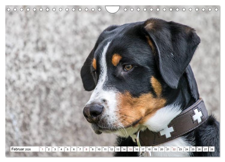 Produktbild: Gro&szlig;er Schweizer Sennenhund (Wandkalender 2026 DIN A4 quer), CALVENDO Monatskalender