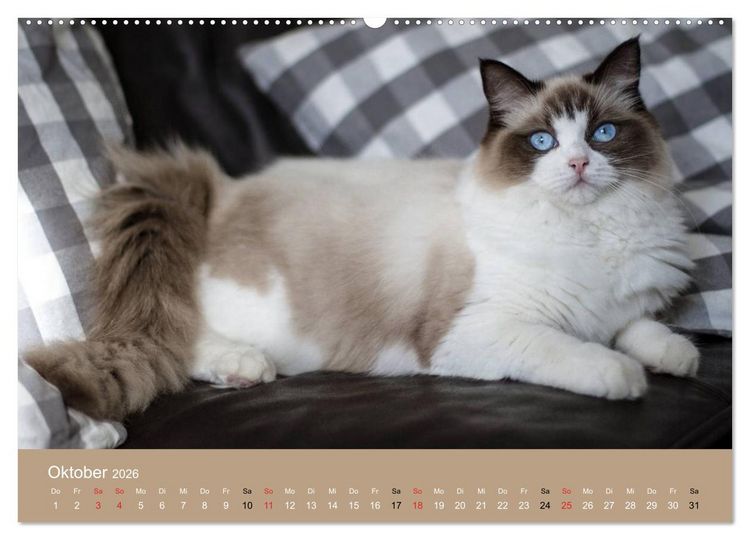 Produktbild: Verliebt in Ragdolls ... die sanfte Katzenrasse (hochwertiger Premium Wandkalender 2026 DIN A2 quer), Kunstdruck in Hochglanz