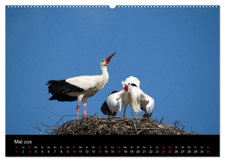 Produktbild: Ein Jahr bei den St&ouml;rchen (Wandkalender 2026 DIN A2 quer), CALVENDO Monatskalender