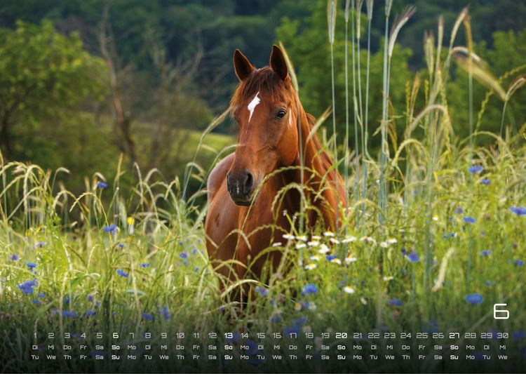 Produktbild: Pferdegefl&uuml;ster - Der Pferdekalender - 2027 - Kalender DIN A3