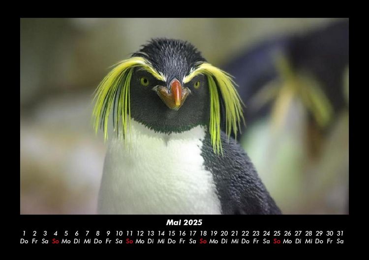 Produktbild: Welt der Tiere 2025 Fotokalender DIN A3
