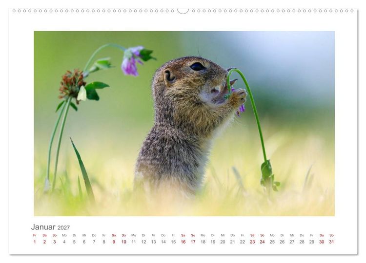 Produktbild: Lustige Zieselbabys (hochwertiger Premium Wandkalender 2027 DIN A2 quer), Kunstdruck in Hochglanz