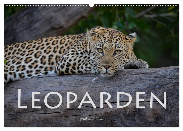 Produktbild: Leoparden - gro&szlig; und klein (Wandkalender 2026 DIN A2 quer), CALVENDO Monatskalender