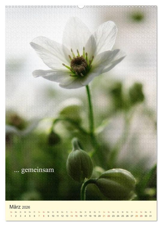 Produktbild: flowers (hochwertiger Premium Wandkalender 2026 DIN A2 hoch), Kunstdruck in Hochglanz