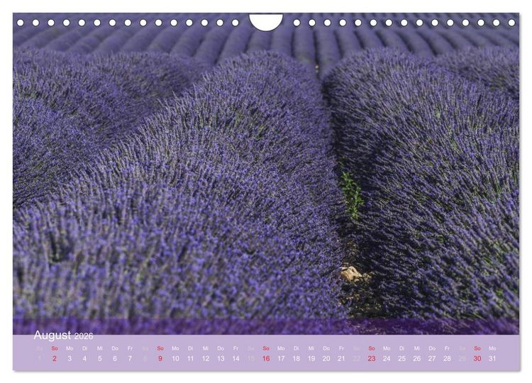 Produktbild: Die Farbe des Lavendels (Wandkalender 2026 DIN A4 quer), CALVENDO Monatskalender
