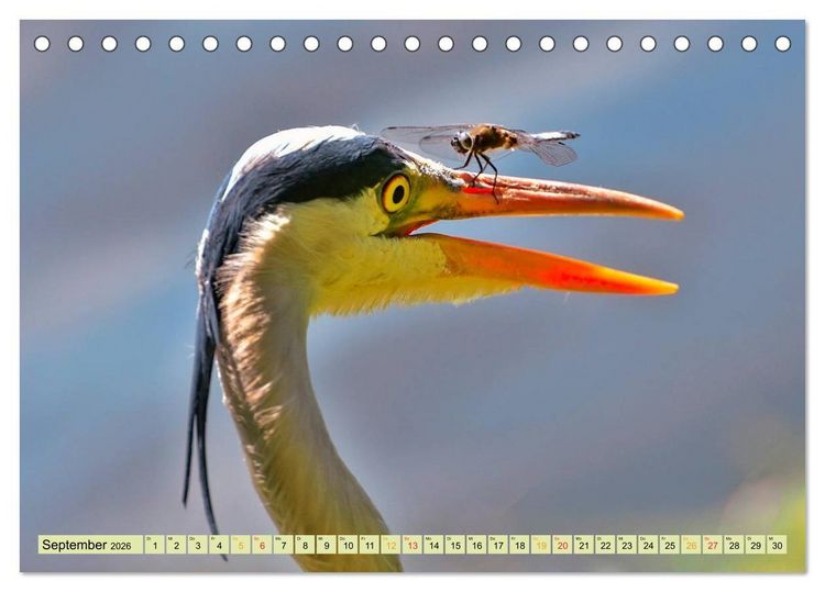 Produktbild: Lustig und verr&uuml;ckt - der ganz andere Tierkalender (Tischkalender 2026 DIN A5 quer), CALVENDO Monatskalender