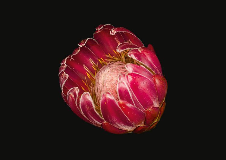 Produktbild: The Blooming Book