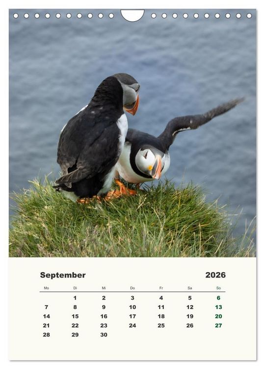 Produktbild: Papageientaucher in Island (Wandkalender 2026 DIN A4 hoch), CALVENDO Monatskalender