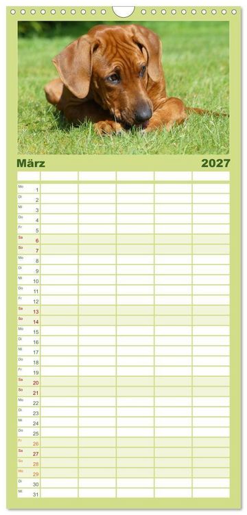 Produktbild: Familienplaner 2027 - Rhodesian Ridgeback - Jung, wild, zuckers&uuml;&szlig; mit 5 Spalten (Wandkalender, 21 x 45 cm) CALVENDO