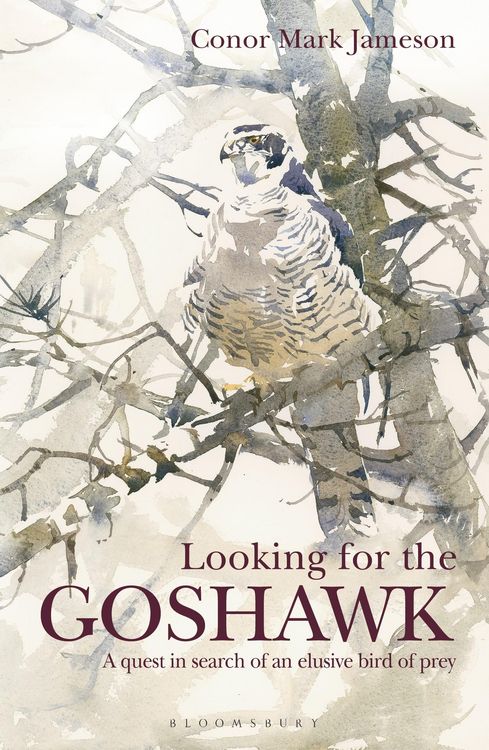 Produktbild: Looking for the Goshawk