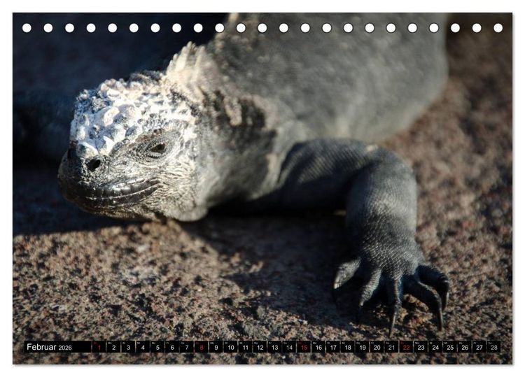 Produktbild: Leguane auf Galapagos (Tischkalender 2026 DIN A5 quer), CALVENDO Monatskalender