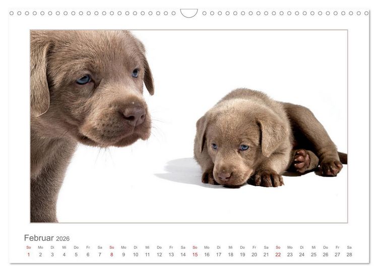 Produktbild: Labradorwelpen - Freunde f&uuml;rs Leben (Wandkalender 2026 DIN A3 quer), CALVENDO Monatskalender