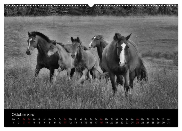 Produktbild: Pferde 2026 Wild Thing (Wandkalender 2026 DIN A2 quer), CALVENDO Monatskalender