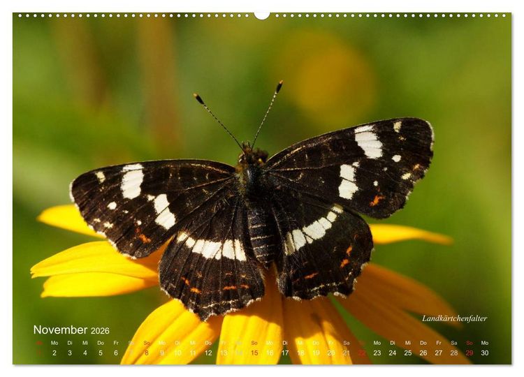 Produktbild: Gro&szlig;e und kleine Schmetterlinge (Wandkalender 2026 DIN A2 quer), CALVENDO Monatskalender