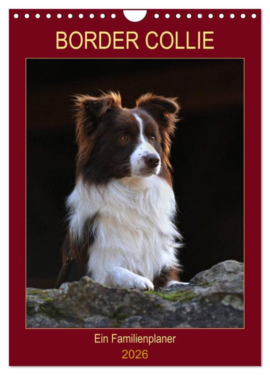 Produktbild: Border Collie - Ein Familienplaner (Wandkalender 2026 DIN A4 hoch), CALVENDO Monatskalender