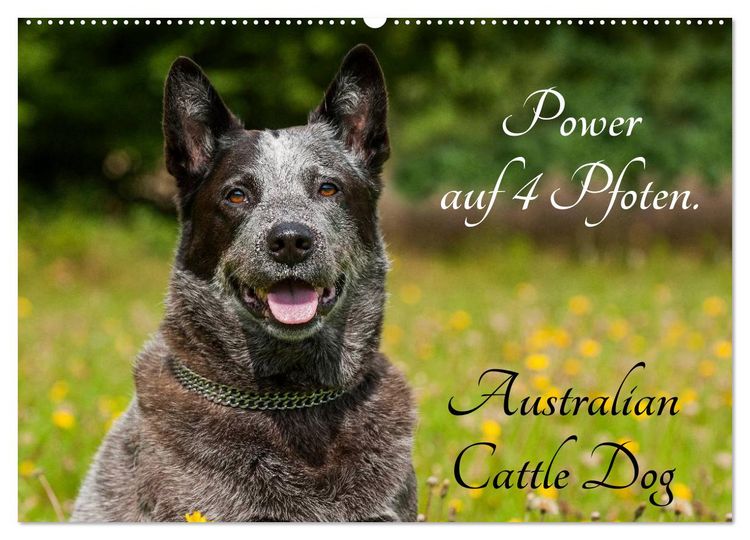 Produktbild: Power auf 4 Pfoten. Australian Cattle Dog (Wandkalender 2026 DIN A2 quer), CALVENDO Monatskalender