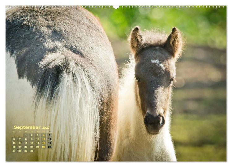 Produktbild: Wunderbare Fohlen (hochwertiger Premium Wandkalender 2027 DIN A2 quer), Kunstdruck in Hochglanz