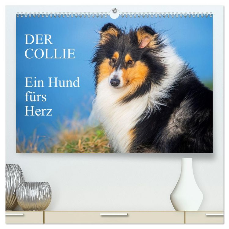 Produktbild: Der Collie - ein Hund f&uuml;rs Herz (hochwertiger Premium Wandkalender 2026 DIN A2 quer), Kunstdruck in Hochglanz