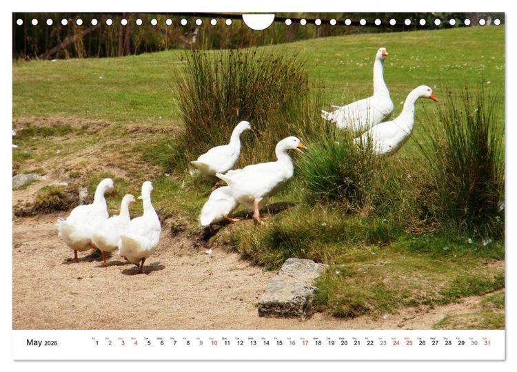 Produktbild: Charming - Mystic Devon Dartmoor, South England (Wall Calendar 2026 DIN A4 landscape), CALVENDO 12 Month Wall Calendar