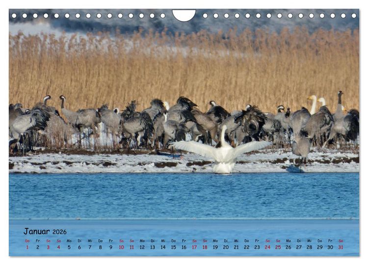 Produktbild: Faszination Zugv&ouml;gel - Rekorde in der Vogelwelt (Wandkalender 2026 DIN A4 quer), CALVENDO Monatskalender
