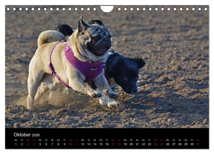 Produktbild: Alles Mops-Kalender 2026 (Wandkalender 2026 DIN A4 quer), CALVENDO Monatskalender