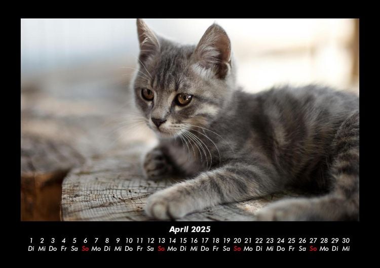 Produktbild: F&uuml;r Katzenfreunde 2025 Fotokalender DIN A3