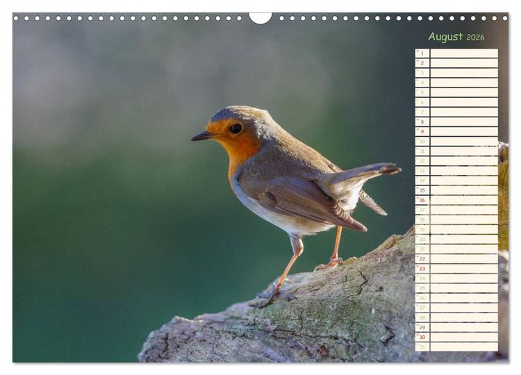 Produktbild: Gefiederte Sch&ouml;nheiten - Das Rotkehlchen / Planer (Wandkalender 2026 DIN A3 quer), CALVENDO Monatskalender