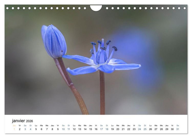 Produktbild: Fleurs po&eacute;tiques (Calendrier mural 2026 DIN A4 vertical), CALVENDO calendrier mensuel