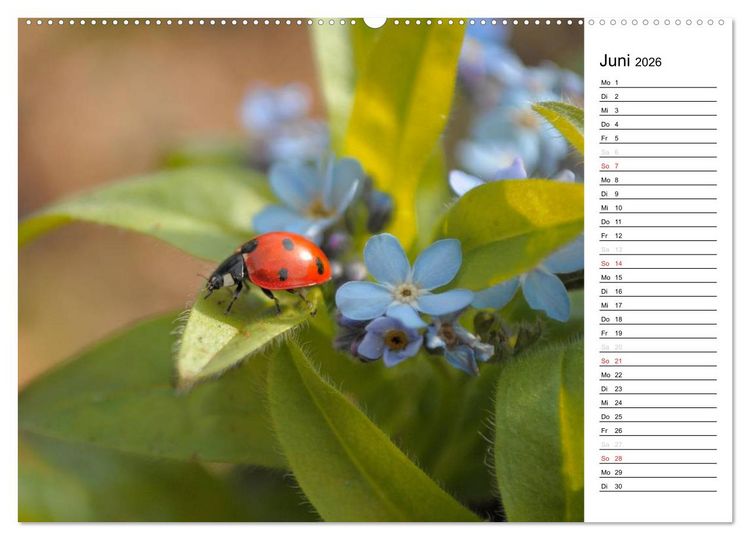 Produktbild: Marienk&auml;fer 2026 (Wandkalender 2026 DIN A2 quer), CALVENDO Monatskalender