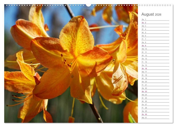 Produktbild: Rhododendron Sch&ouml;nheiten im Garten (hochwertiger Premium Wandkalender 2026 DIN A2 quer), Kunstdruck in Hochglanz