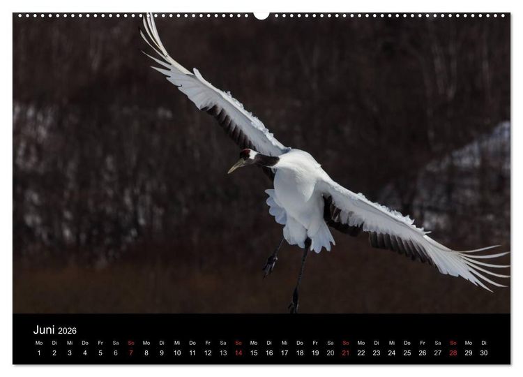 Produktbild: Mandschurenkraniche (hochwertiger Premium Wandkalender 2026 DIN A2 quer), Kunstdruck in Hochglanz