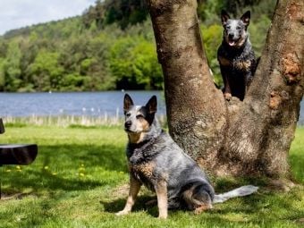 Produktbild: CALVENDO Puzzle Ein Motiv aus dem Kalender Spaziergang am See Australian Cattle Dogs | 1000 Teile Lege-Gr&ouml;&szlig;e 64x48cm Foto-Puzzle f&uuml;r gl&uuml;ckliche Stunden