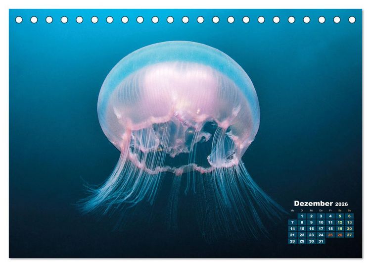 Produktbild: Tiere des Meeres: Faszination Tauchen (Tischkalender 2026 DIN A5 quer), CALVENDO Monatskalender