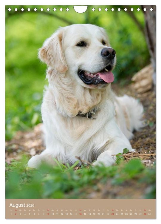 Produktbild: Golden Retriever (Wandkalender 2026 DIN A4 hoch), CALVENDO Monatskalender
