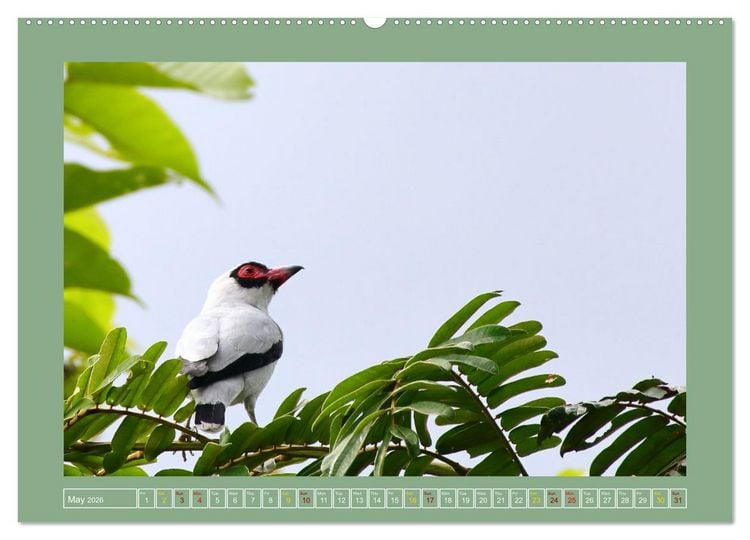 Produktbild: Some Costa Rican Birds (Wall Calendar 2026 DIN A2 landscape), CALVENDO 12 Month Wall Calendar