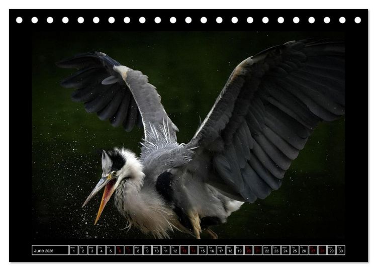 Produktbild: The heron parade (Desk Calendar 2026 DIN A5 landscape), CALVENDO 12 Month DeskCalendar