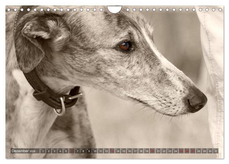 Produktbild: Galgo eye-catcher (Wandkalender 2026 DIN A4 quer), CALVENDO Monatskalender