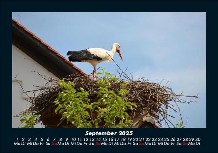 Produktbild: Welt der V&ouml;gel 2025 Fotokalender DIN A5